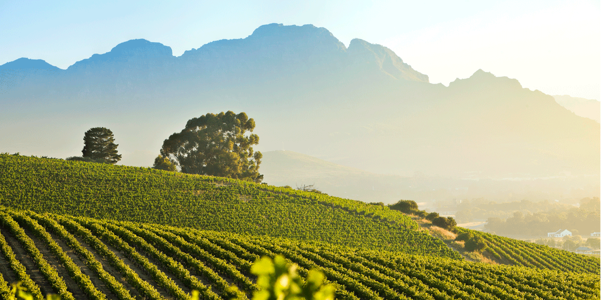Stellenbosch-Vineyards - © Stellenbosch Wine Routes
