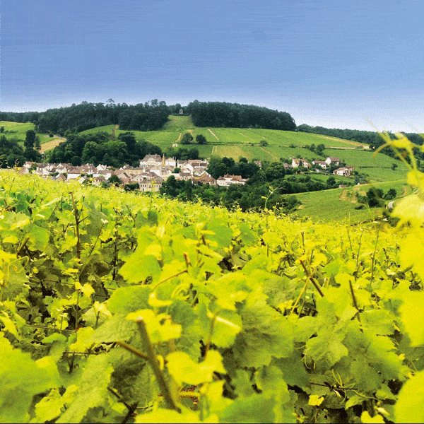 Jean-Fery-Vineyard-and-Village