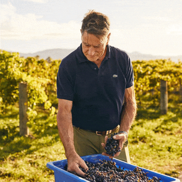 hans-herzog-in-Vineyard