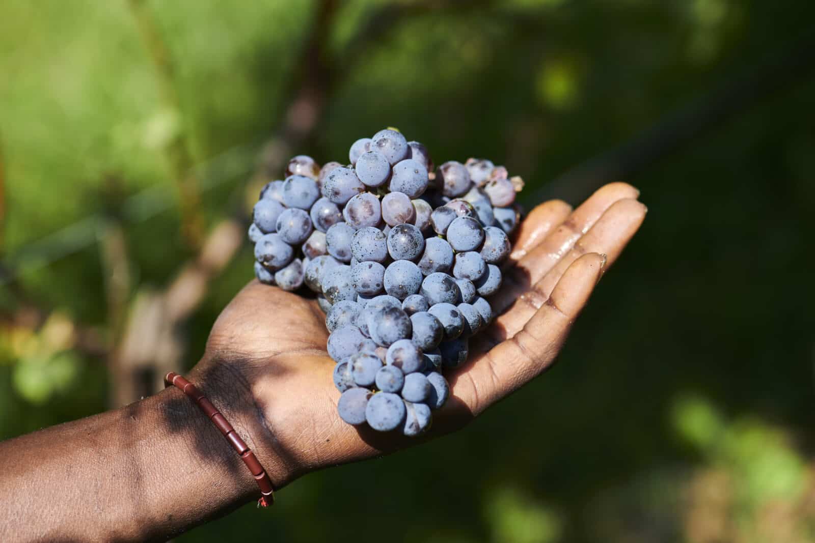 Authentieke Nebbiolo