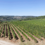 Casa de Darei Vineyard