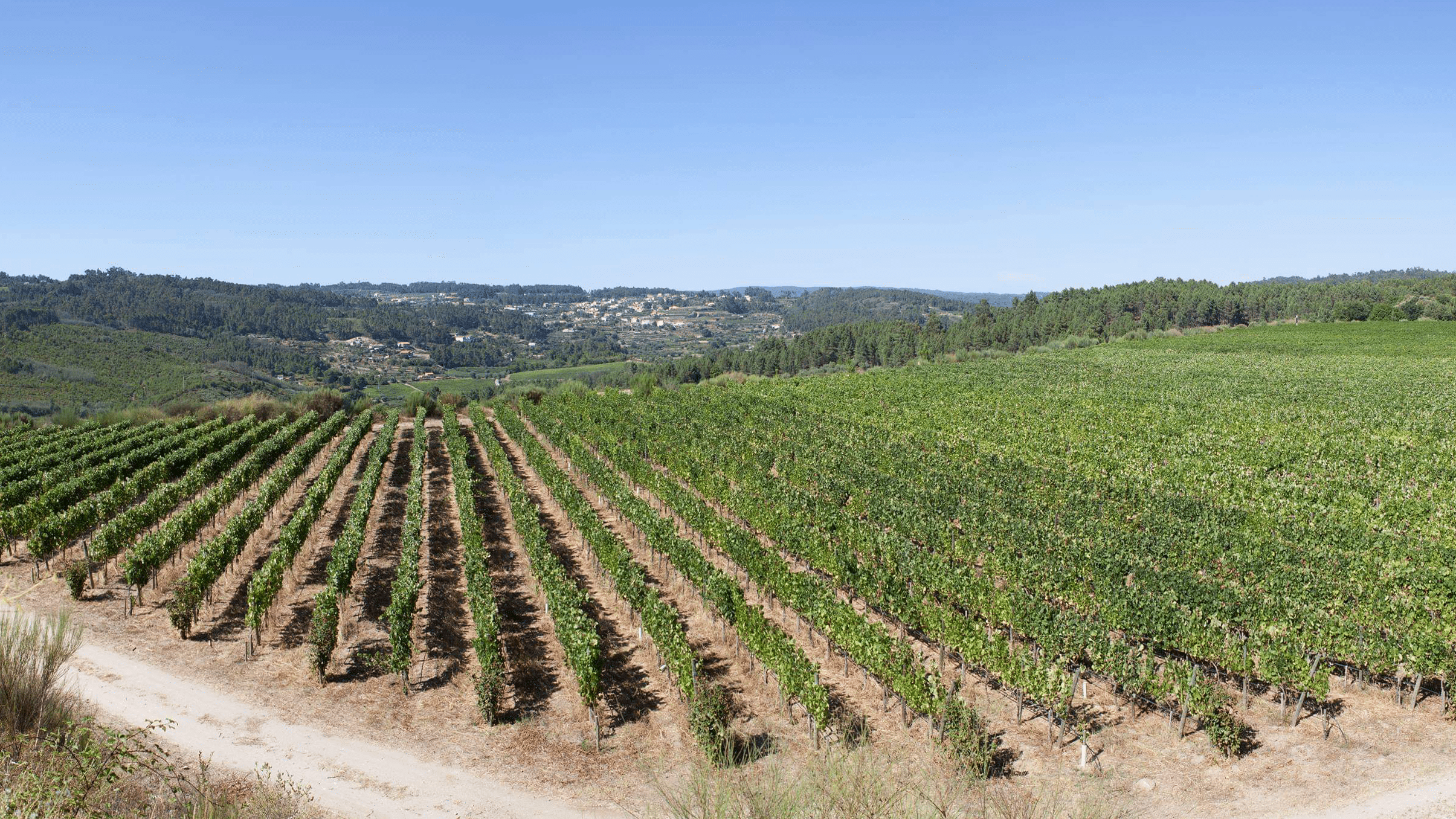 Casa de Darei Vineyard
