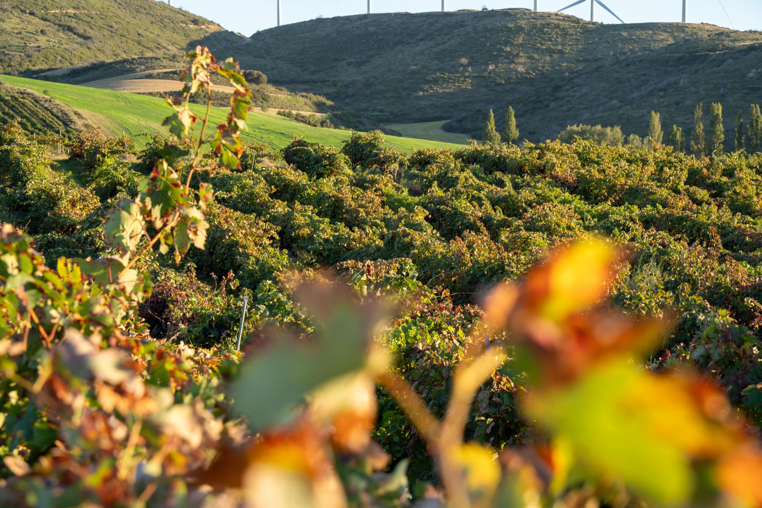 Bodega Nekeas Vinas-15-scaled