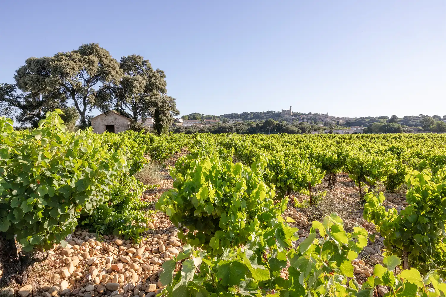 domaine-olivier-hillaire-vigneron-chateauneuf-vin-dexception-1-1